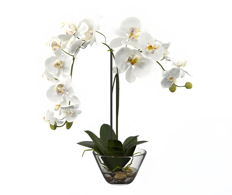 Phalaenopsis silk white orchid in glass vase
