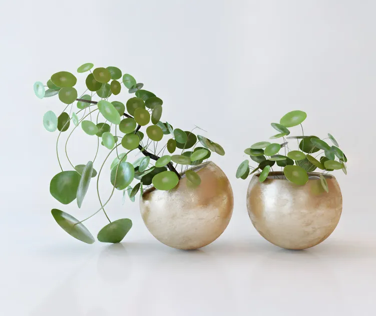 Pile peperomievidnaya