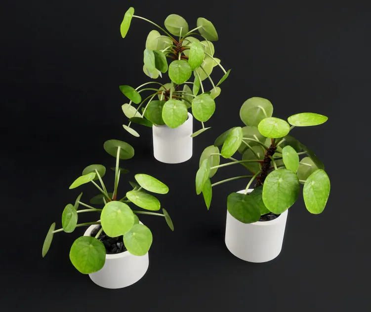 Pilea peperomioides