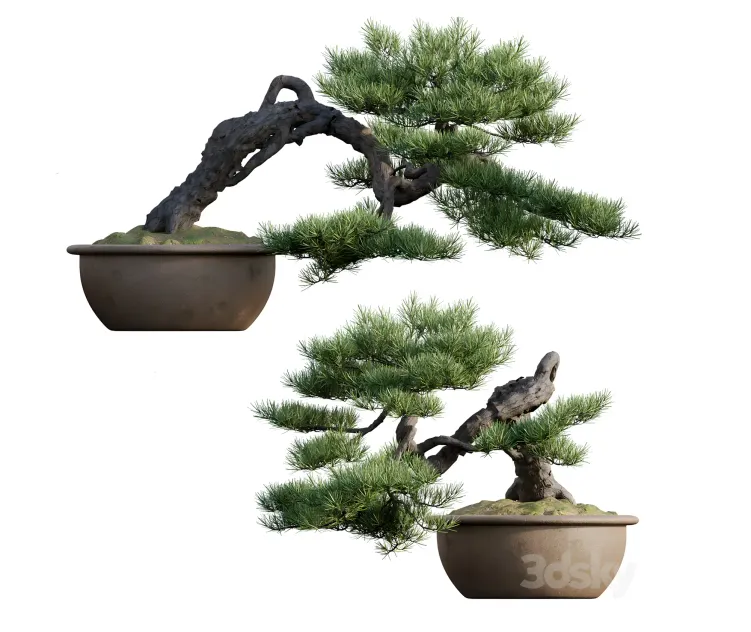 Pine bonsai