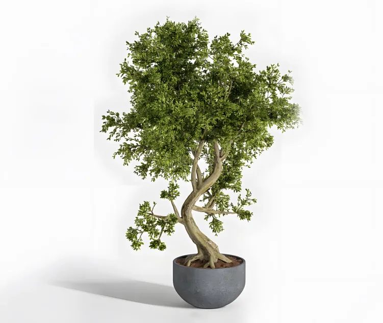 Plant bonsai