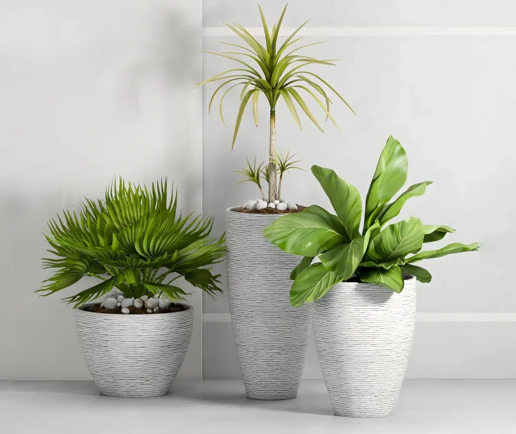 Plant by shamsudheen