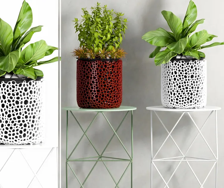 Plant by shamsudheen