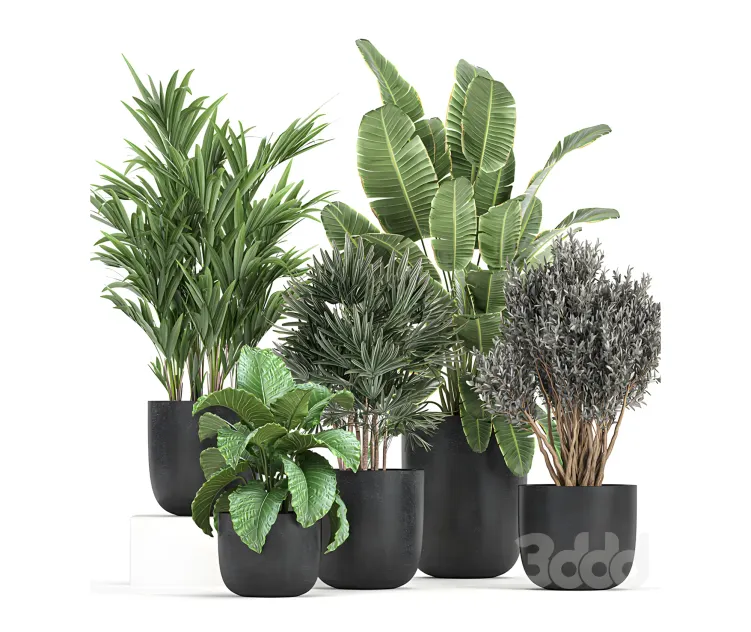Plant collection