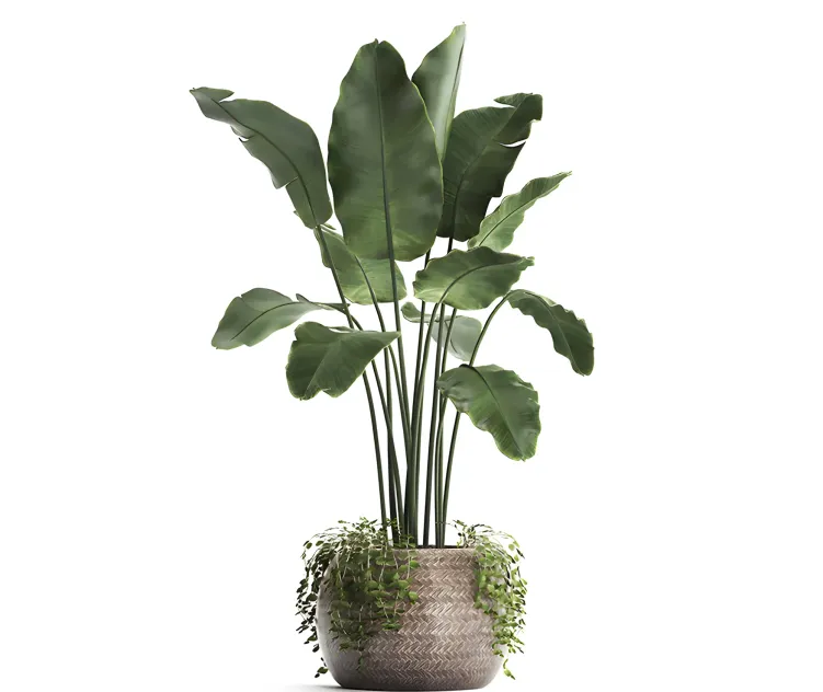 Plant collection banana