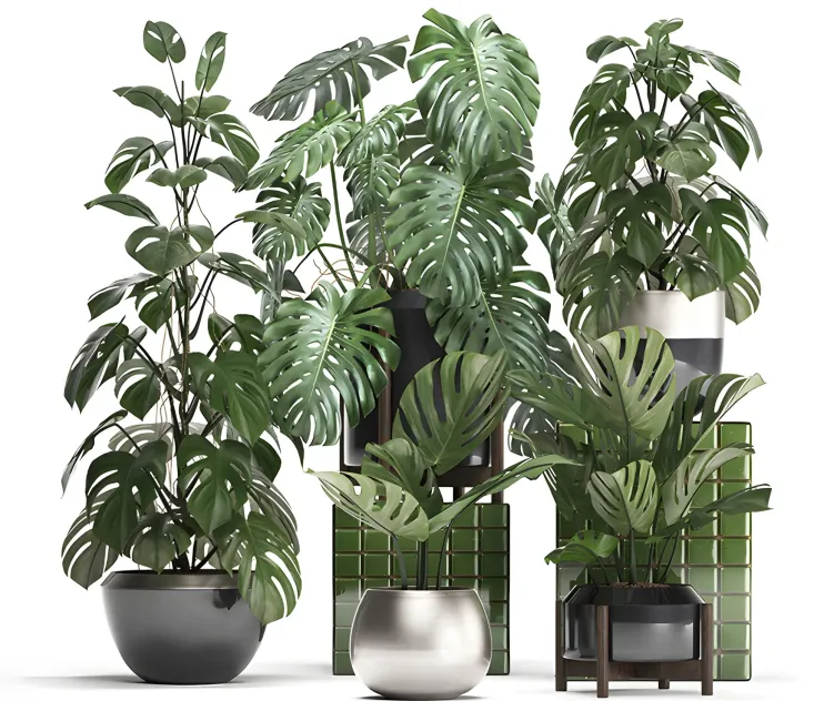 Plant collection monstera