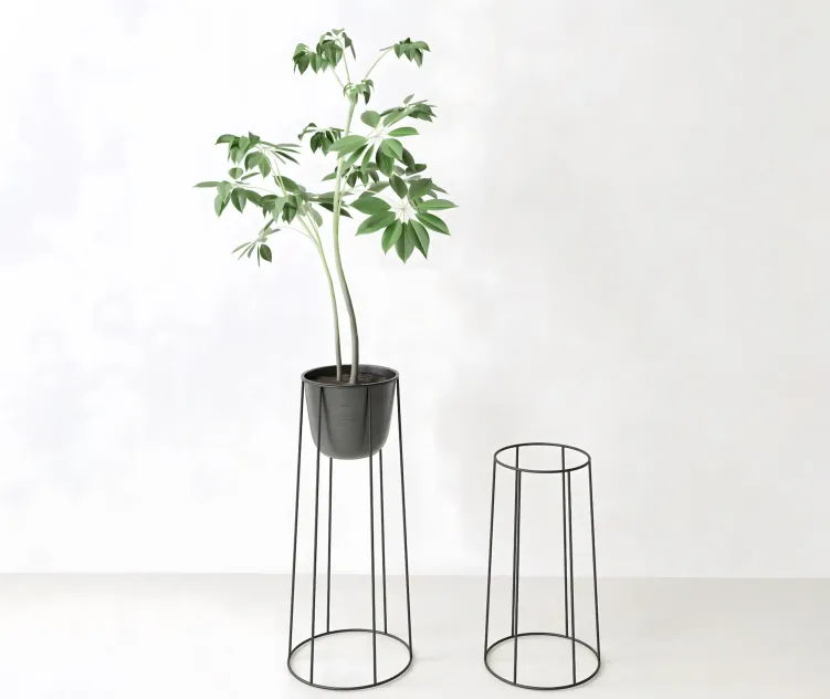 Plant ficus norm architects