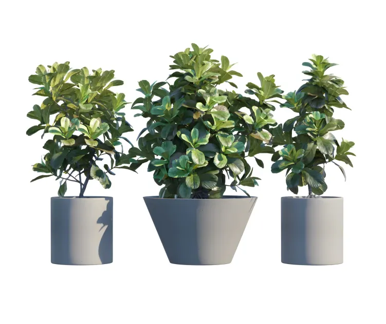Plant in pots ficus lyrata