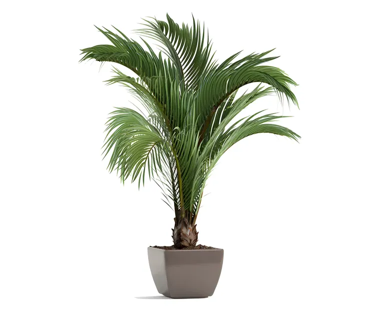 Plant palm
