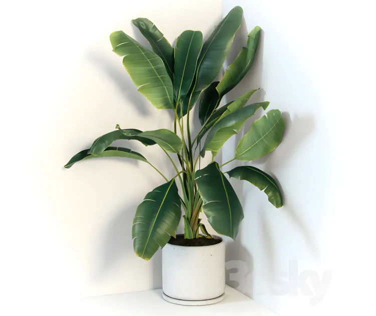 Plant strelizia in a concrete pot