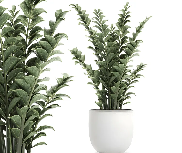 Plant zamioculcas