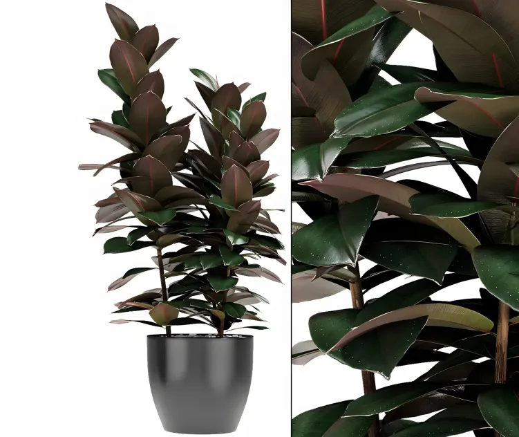 Plantin pot flower pot exotic plant