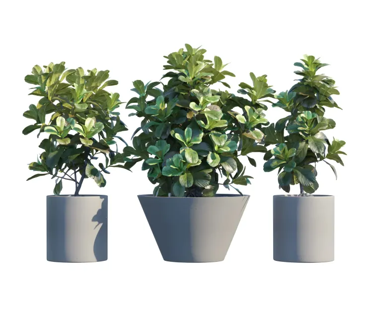 Plantin pots ficuslyrata