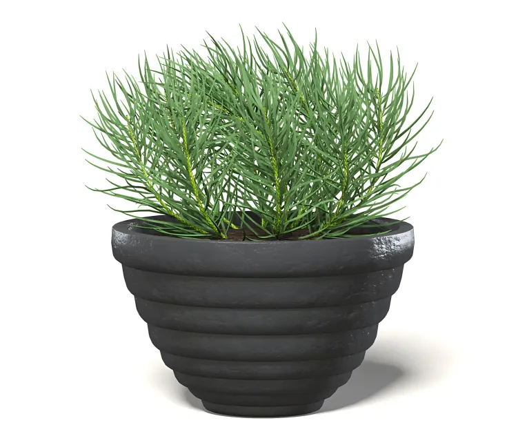 Plantinblackpot