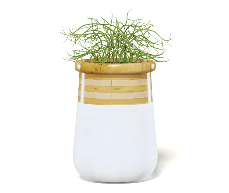 Plantinlargemodernpot