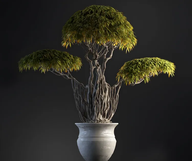Plants Bonsai