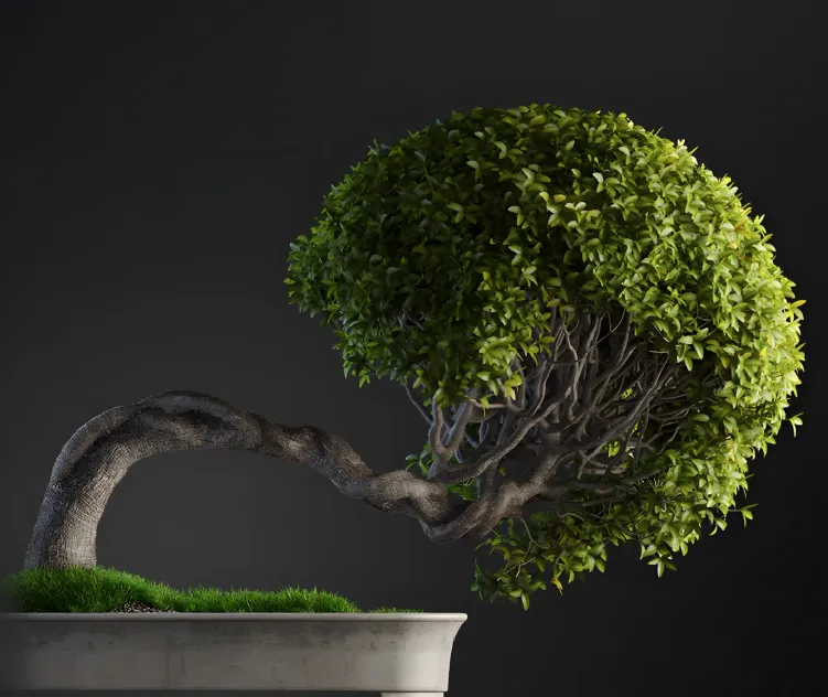 Plants Bonsai