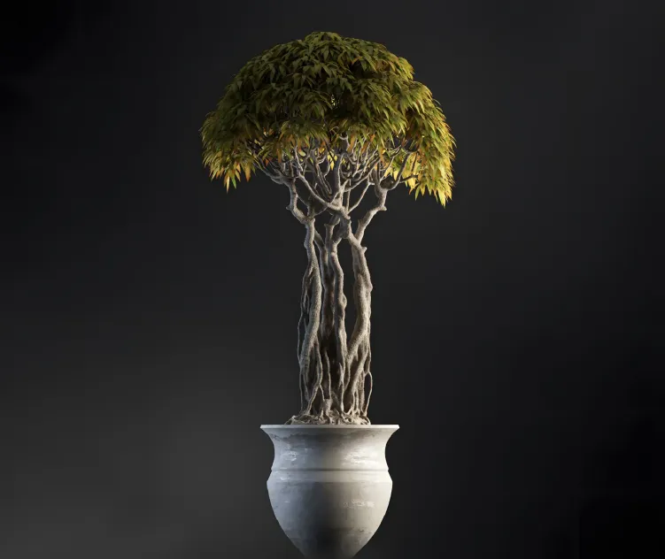 Plants Bonsai