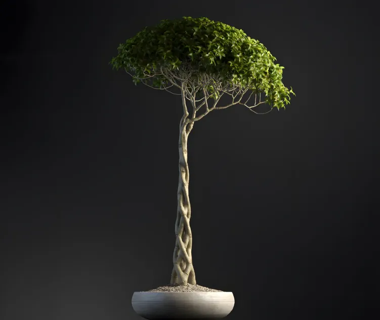 Plants Bonsai