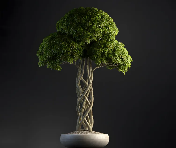 Plants Bonsai 2