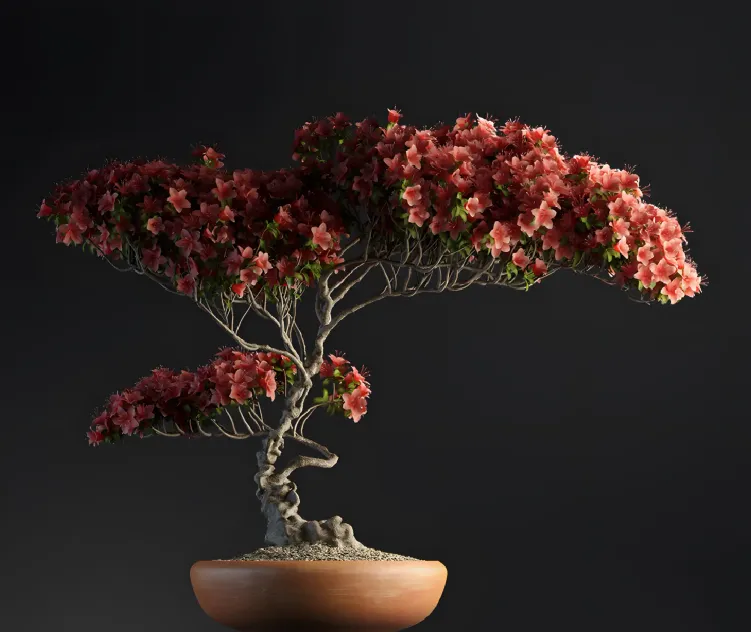 Plants Bonsai 3