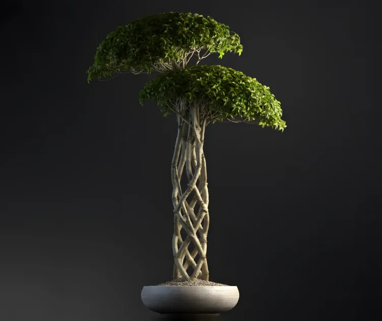Plants Bonsai 3