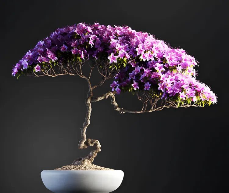 Plants Bonsai 3