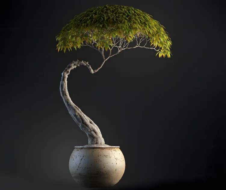 Plants Bonsai 4