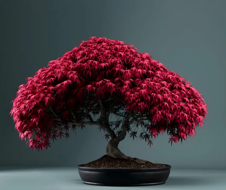 Plants Bonsai 4