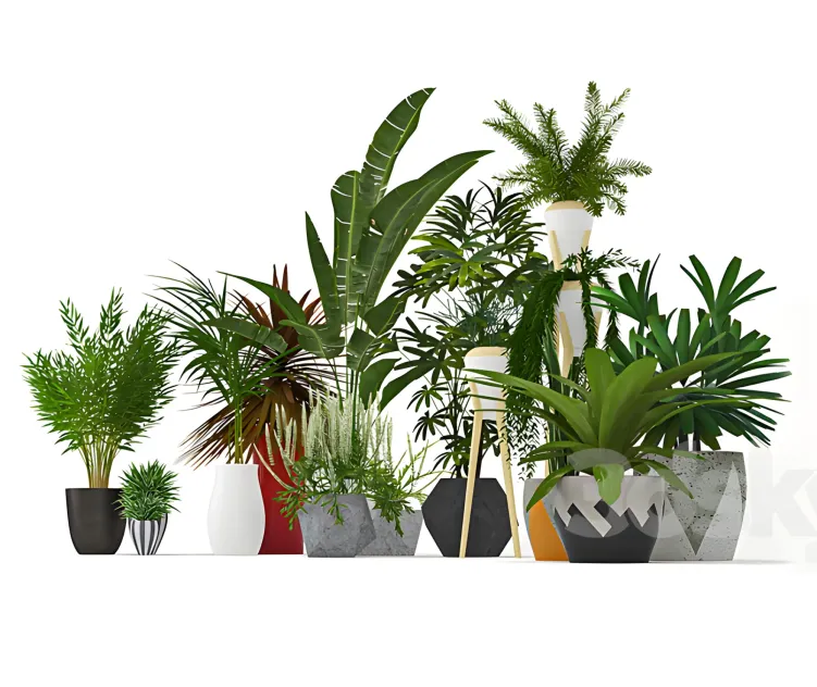 Plants collection