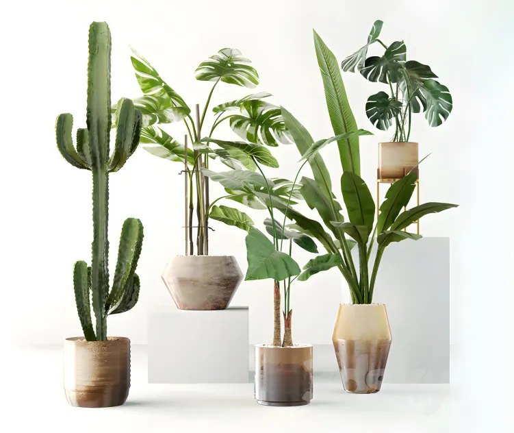 Plants collection