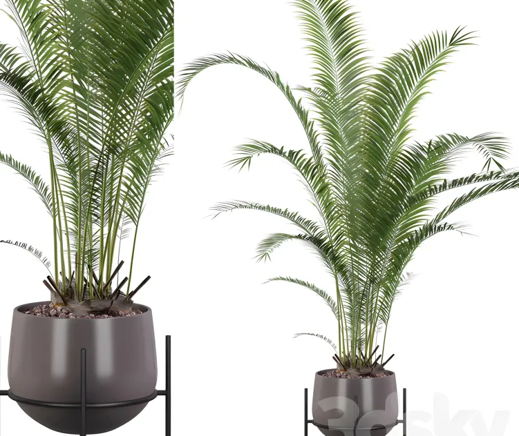 Plants collection areca palm