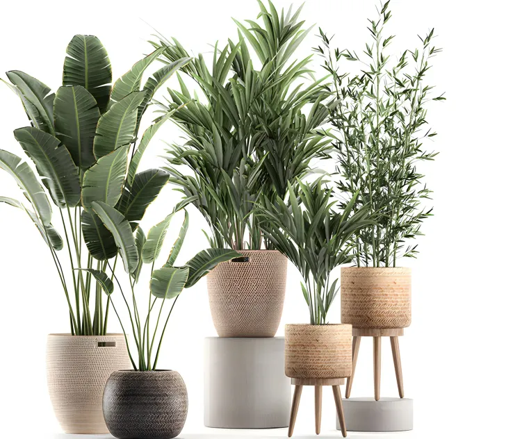 Plants collection egyptian palm