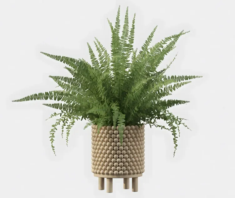 Plants collection fern