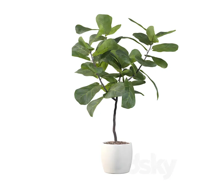 Plants collection ficus lyrata
