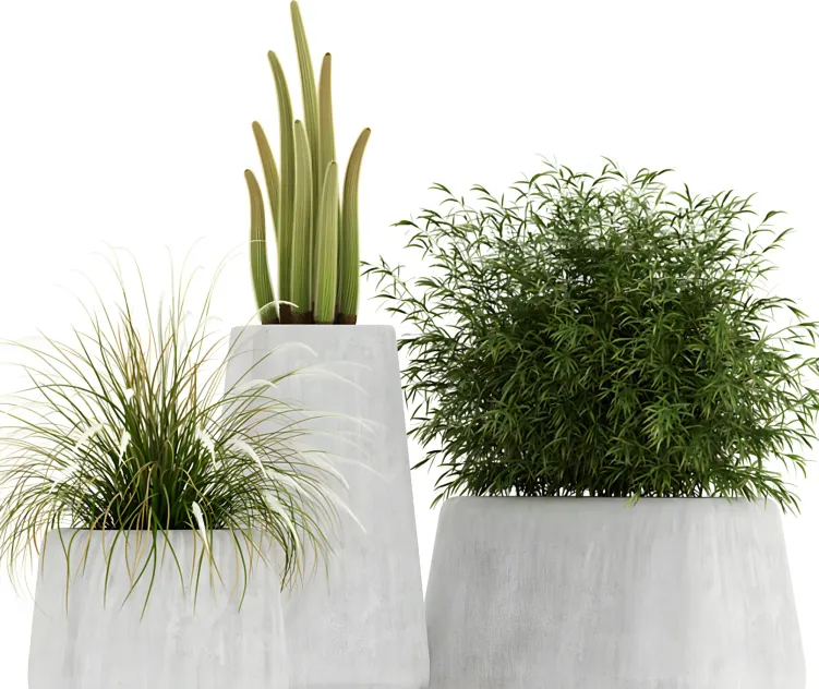 Plants collection indigenus terra