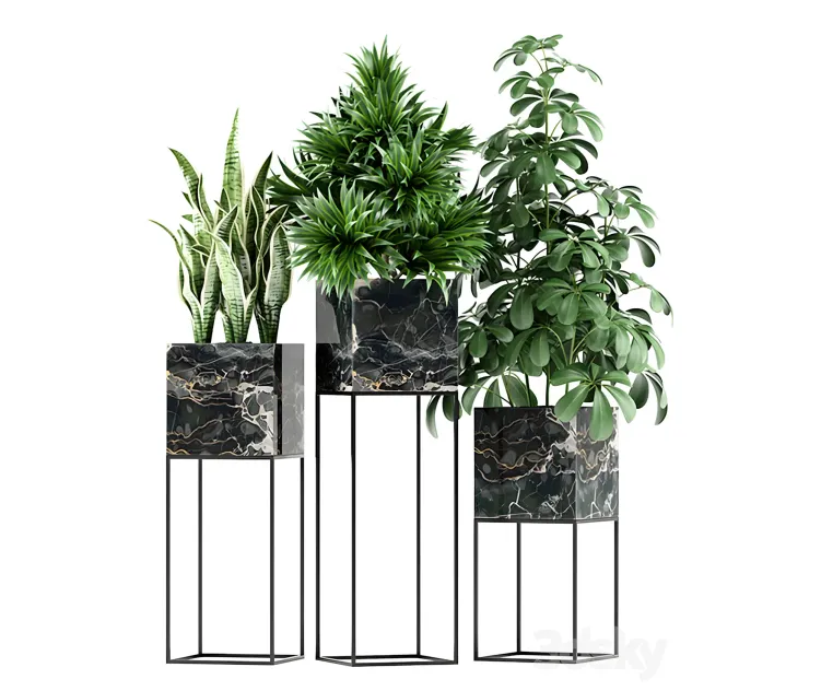 Plants collection maia