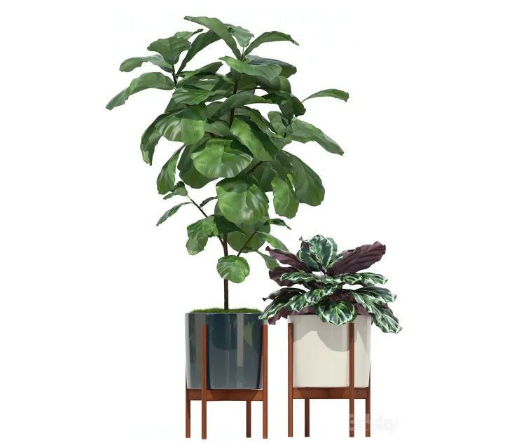 Plants collection modernica pots