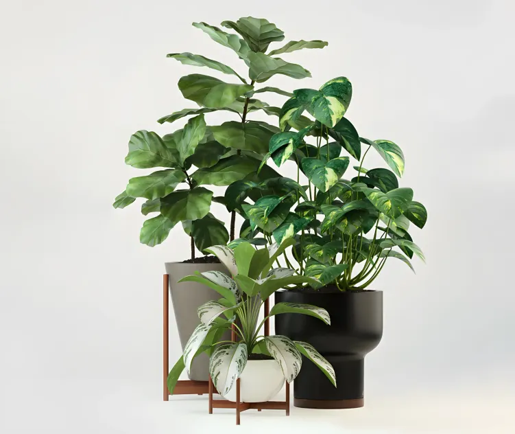 Plants collection modernica pots