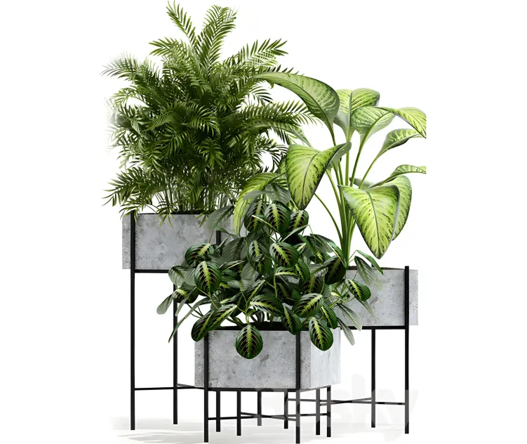 Plants collection opalo