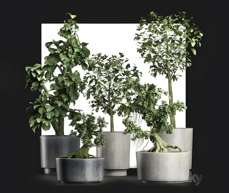 Plants collection sageretia theezans