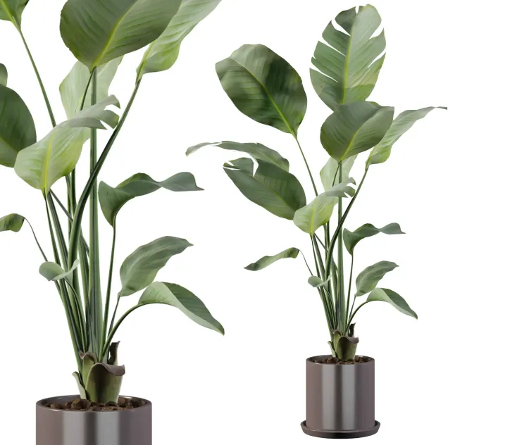 Plants collection strelitzia