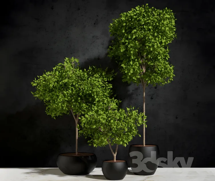 Plants ficus benjamin