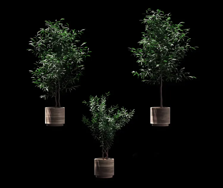 Plants in wooden pots