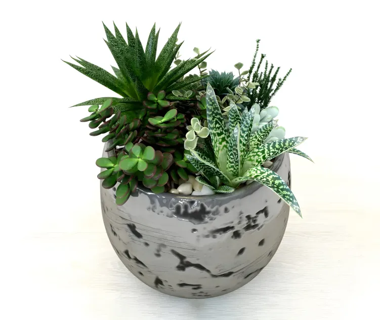 Pots with plants succulents