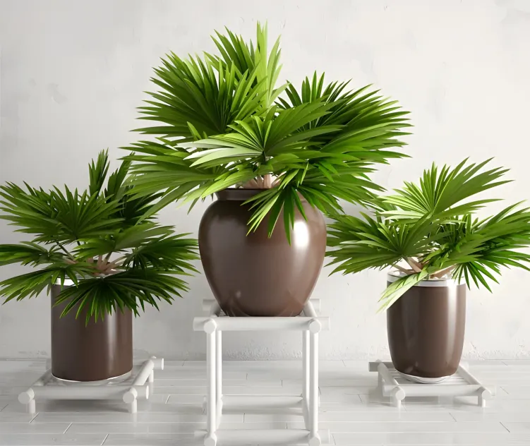 Potted palm plants collection