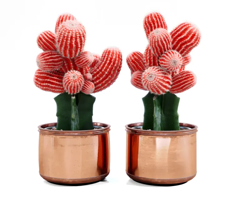 Red cactus