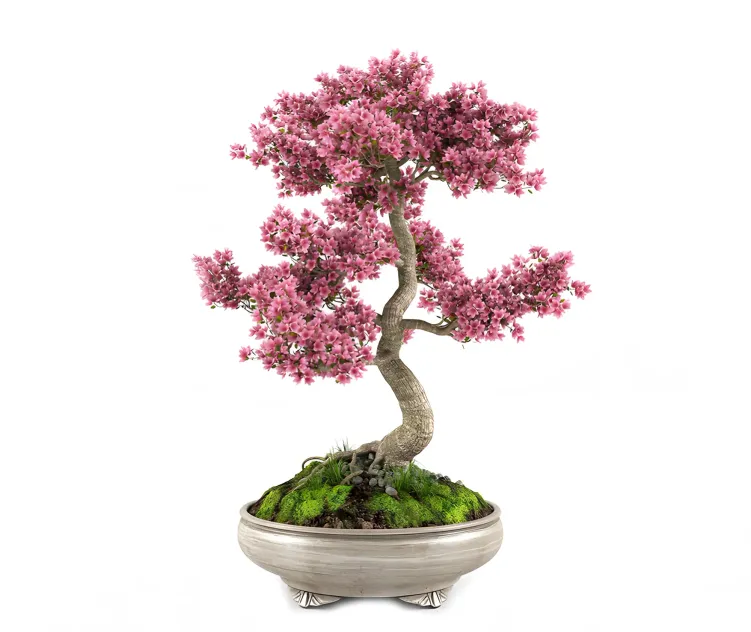Sakura bonsai tree