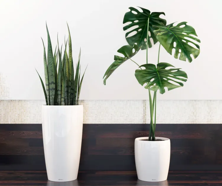 Sansevieria monstera