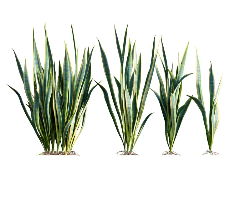 Sansevieria trifasciata